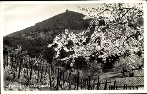 Ak Bensheim an der Bergstraße Hessen, Blick nach dem Melibokus im Frühling