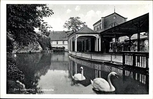 Ak Bad Lippspringe im Kreis Paderborn, Lippequelle und Trinkhalle, Schwäne