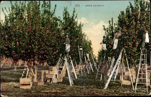 Ak Apple Orchard, Apfelernte