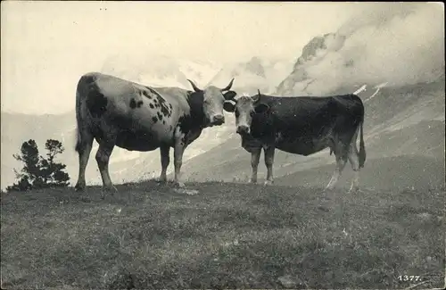 Ak Rinder im Gebirge