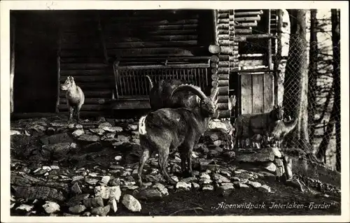 Ak Harder Interlaken Kanton Bern Schweiz, Alpenwildpark, Steinböcke