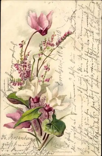 Künstler Litho Hochstädt, Alpenveilchen, Heidekraut, Blumen