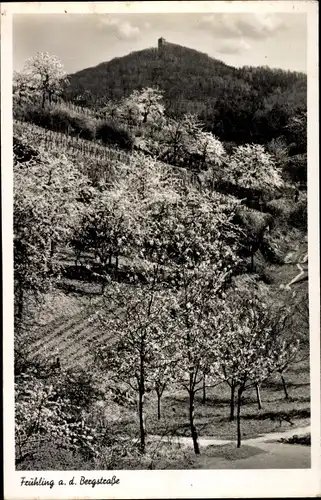 Ak Zwingenberg an der Bergstraße in Hessen, Melikobus, Frühling