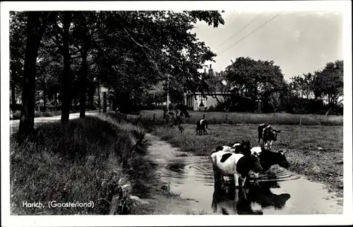 Ak Harich Friesland Niederlande, Kühe im Fluss