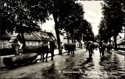 Ak Sankt Andreasberg Braunlage im Oberharz, Damenkapelle, Kühe auf der Straße, Tränke