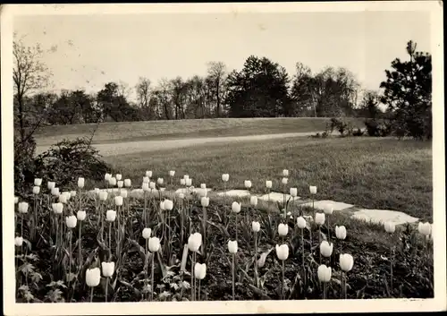 Ak Stuttgart am Neckar, Gartenschau 1950, Tulpenblüte