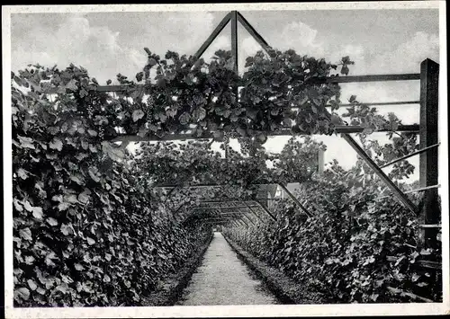 Ak Winkel am Rhein Rheingau, Traubengang am Brentanohaus