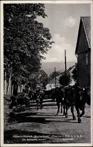 Ak Buntenbock Clausthal Zellerfeld Oberharz, Rinderherde, Die Kurkapelle kommt