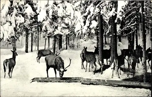 Ak Tegernsee in Oberbayern, Wildfütterung im Tegernseer Tal, Winter