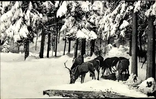 Ak Tegernsee in Oberbayern, Wildfütterung, Winter