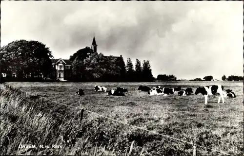 Ak Ursum Nordholland, N. H. Kerk, Kühe