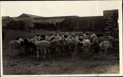 Foto Ak Perim Jemen, Schafherde