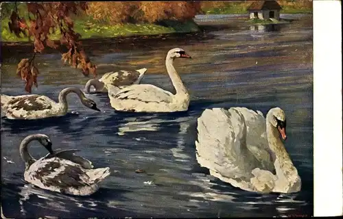 Künstler Ak Schmidt, H., Meinholds Tierbild, Schwäne mit Jungvögeln auf einem Teich