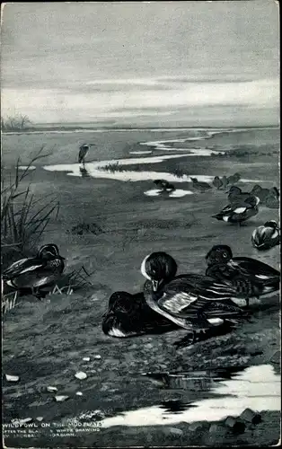 Künstler Ak Wild Fowl on the Mud Flats, Game Studies, Wildenten