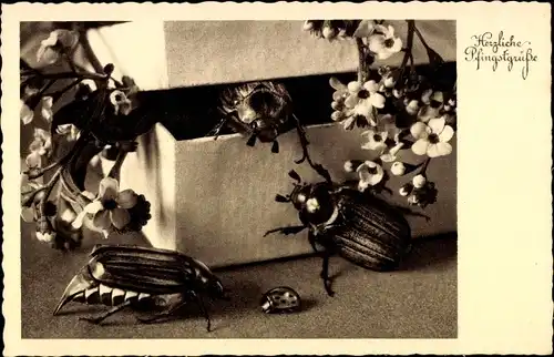 Ak Glückwunsch Pfingsten, Maikäfer, Blumen, Schachtel