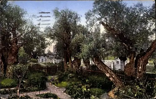 Ak Jerusalem Israel, Jardin de Gethsemani