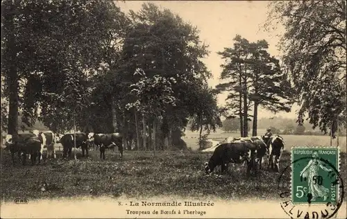 Ak Calvados, Troupeau de Boeufs a l'herbage