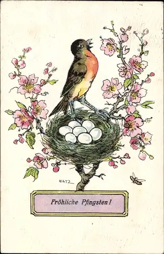 Künstler Ak Hatz, Glückwunsch Pfingsten, Rotkehlchen, Vogelnest, Baumblüte