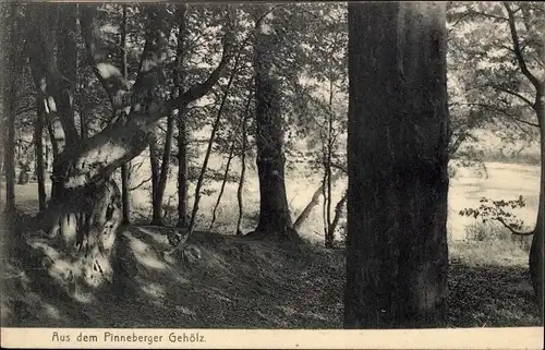 Ak Pinneberg in Holstein, Aus dem Pinneberger Gehölz