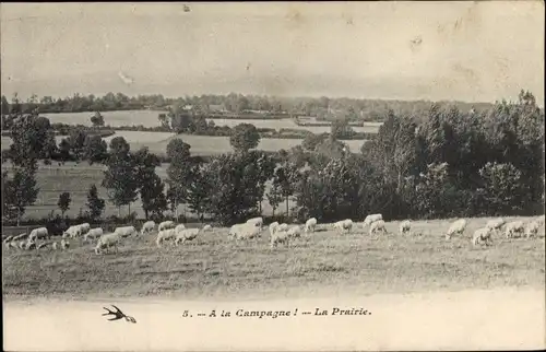 Ak Frankreich, A la Campagne, La Prairie, Schafe