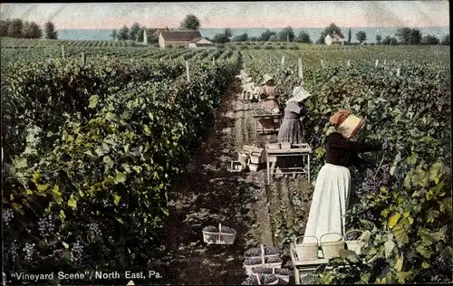 Ak North East Pennsylvania USA, Vineyard Scene, Weinlese