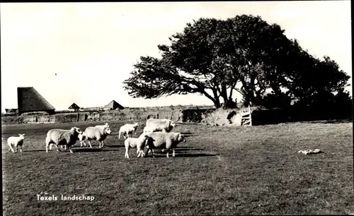 Ak Texel Nordholland, Landschap, Schafe, Weide