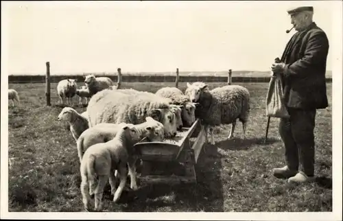 Ak Texel Nordholland, Schafe, Futterkrippe, Schäfer