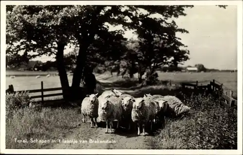 Ak Texel Nordholland, Schapen in 't laantje van Brakenstein