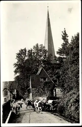 Foto Ak Hoffnungsthal im Sülzthal Rösrath im Rheinisch Bergischen Kreis, Kirche, Kuhherde