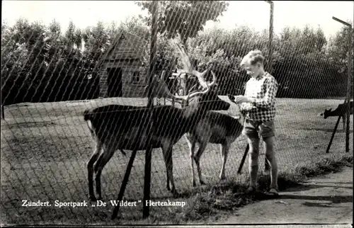 Ak Zundert Nordbrabant, Sportpark, De Wildert, Wildgehege, Junge