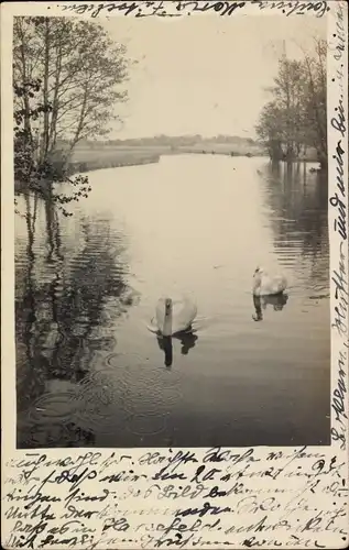 Foto Ak Ahlerstedt Bokel in Niedersachsen, Schwäne auf dem Wasser