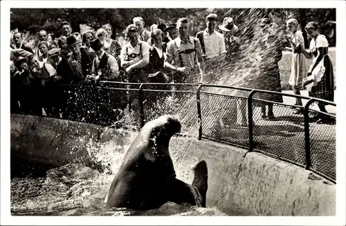 Ak Hellabrunn München Bayern, Tierpark, Walross Mimi spritzt, bayrische Trachten