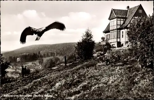 Ak Berlebeck Detmold im Teutoburger Wald, Adlerwarte, Kaiseradler im Anflug zur Warte