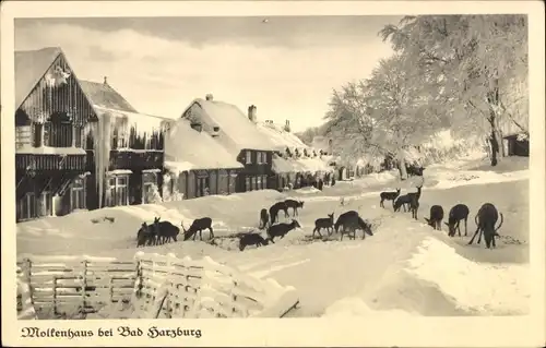 Ak Bad Harzburg am Harz, Molkenhaus im Winter, Wildfütterung