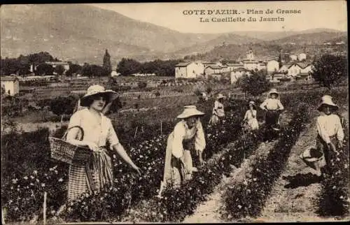 Ak Alpes Maritimes, Cote d'Azur, Plan de Grasse, La Cueillette du Jasmin