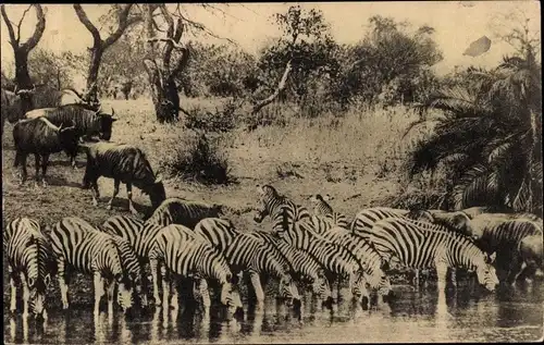 Ak Afrika, Missie van Noord Transvaal der Paters Benedictijnen, Zebra's en ossen lesschen hun dorst