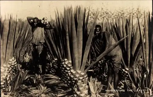 Foto Ak Afrika, Harvesting the leaves