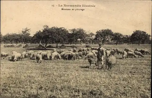 Ak Calvados, Moutons au paturage