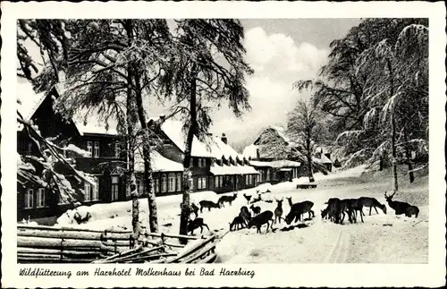 Ak Bad Harzburg am Harz, Wildfütterung am Harzhotel Molkenhaus, Winter