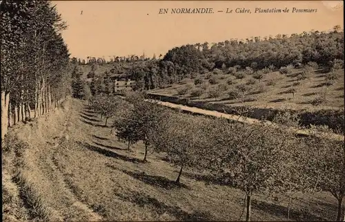 Ak Calvados, En Normandie, Le Cidre, Plantation de Pommiers