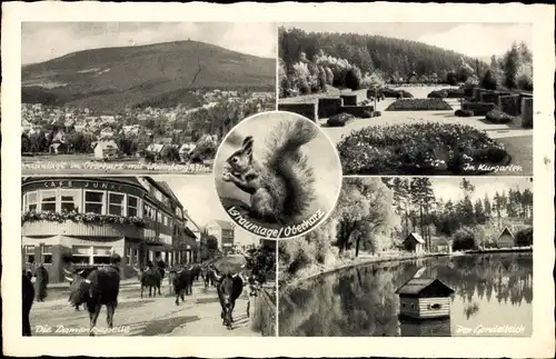 Ak Braunlage im Oberharz, Totale, Gondelteich, Eichhörnchen, Damenkapelle, Eichhörnchen, Rinder