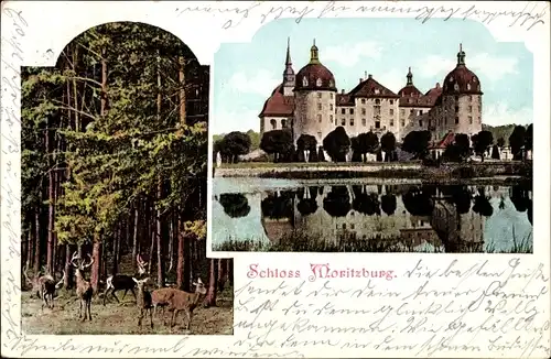 Ak Moritzburg in Sachsen, Rehe und Hirsche im Wald, Schloss