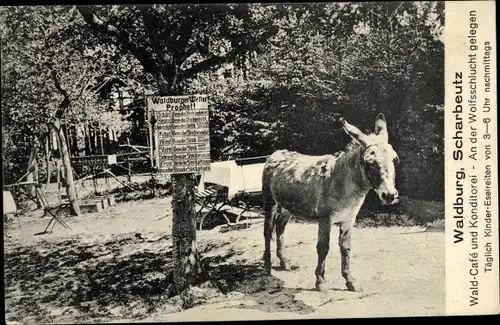 Ak Scharbeutz in Ostholstein, Waldburg, Waldcafe und Konditorei, an der Wolfsschlucht, Esel