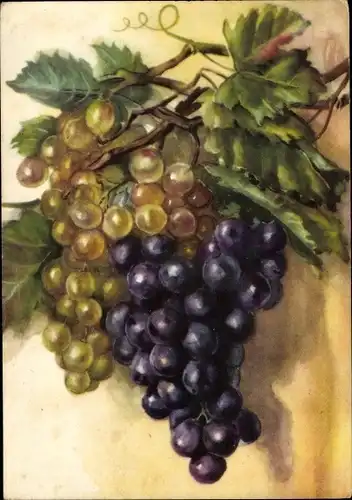 Künstler Ak Weintrauben, helle und dunkle Früchte