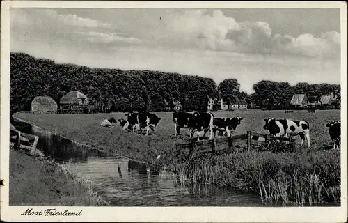 Ak  Scharnegoutum Friesland, Kuhweide