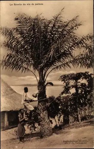 Ak Belgisch Kongo DR Kongo Zaire, la Récolte du vin de Palmes