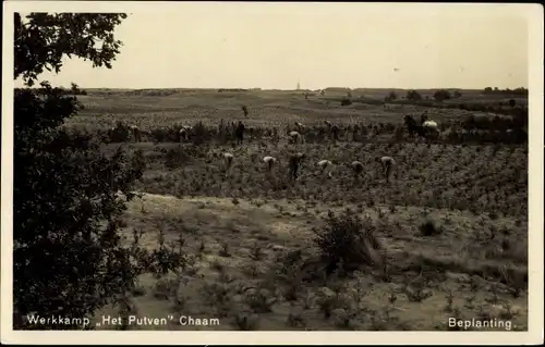 Ak Chaam Nordbrabant Niederlande, Werkloozenzorg, Werkkamp Het Putven, Beplanting