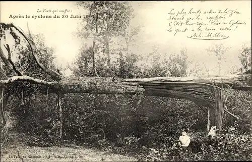 Ak Apres le cyclone du 30 Juin 1901, Le Foret qui souffre