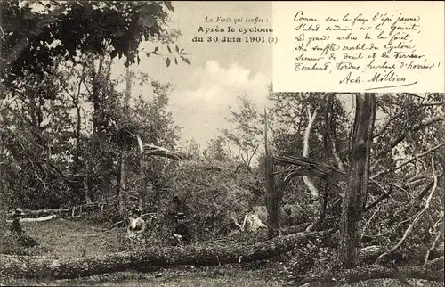 Ak Apres le cyclone du 30 Juin 1901, Le Foret qui souffre