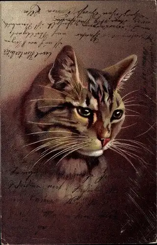 Ak Katzenportrait, Braune Katze, Tierportrait, Hoffmann's Stärkefabriken Salzuflen